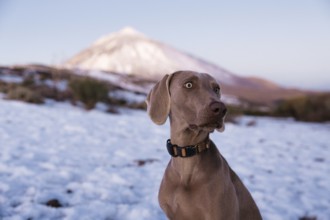 A Weimaraner dog with a watchful expression stands against a backdrop of snow and the majestic El