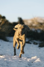 A Weimaraner dog energetically runs through a snowy landscape in El Teide, its grey coat contrasted