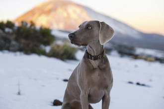 A poised Weimaraner dog stands in a snowy landscape with the warm glow of the setting sun