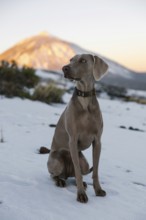 A Weimaraner dog poses in a snowy landscape with the sunlit Mount Teide looming in the background,