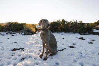 A graceful Weimaraner sits on a snow-covered ground at sunrise, surrounded by sparse vegetation in