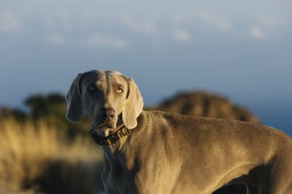 Captivating image of a Weimaraner dog at El Teide, bathed in the warm glow of a golden sunset,