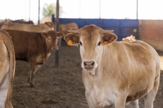Blonde breed cows of the Rubia Gallega type gather inside a cattle farm, showcasing natural animal