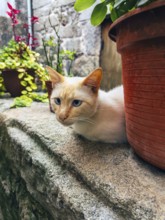 A serene white cat with blue eyes rests on a stone ledge, surrounded by vibrant potted plants and a