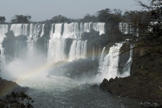 Breathtaking image capturing the powerful cascades of Iguazu Falls, surrounded by lush greenery in