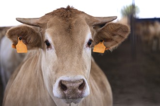Galician blonde breed cows, known as Rubia Gallega in Spanish, on a sunny day at a cattle farm