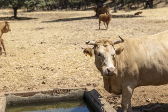 Galician blonde cows, also known as Rubia Gallega, gather at a watering trough in a dry,
