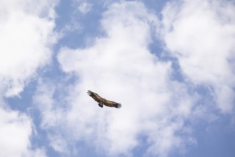 From below majestic Griffon vulture glides high above Toledo, Spain, its wings spread wide against