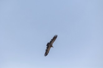 Griffon vultures and black vultures glide gracefully in the skies of Toledo, Castilla-La Mancha,
