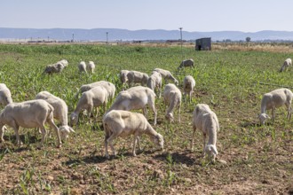 Flock of sheep peacefully grazing on a vibrant farm in Castilla-La Mancha, under the bright summer
