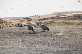 Griffon vultures and black vultures gather after feeding on carcasses in a rugged landscape of