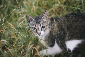 A curious tabby cat with striking blue eyes peeks through tall green grass, intently focused on