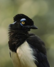 A detailed close-up of a Plush-crested Jay, native to South America, poised elegantly against a