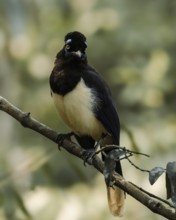 A vibrant plush-crested jay sits attentively on a tree branch in the lush greenery surrounding