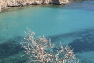 Serene view of the vibrant turquoise waters contrasted with a barren tree and rugged coastline at
