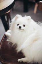 A fluffy white Pomeranian dog is sitting on a wooden chair indoors of a bookstore. Its thick fur