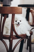A fluffy white dog with a joyful expression sits comfortably on a wooden chair in a bookstore. The