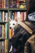 A small, white dog peeks over a young woman shoulder in a bookstore filled with colorful books. The