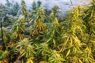 A close-up view of a thriving indoor marijuana plantation with lush green cannabis plants,