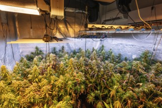 A detailed view of an indoor cannabis plantation, showcasing mature marijuana plants under