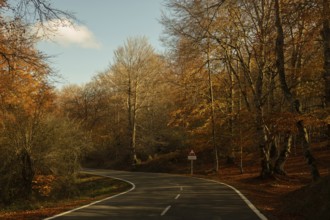 A serene autumn morning features a winding road through a forest with trees showcasing vibrant fall