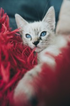 A close-up of a playful kitten with striking blue eyes next to a bundle of red yarn, capturing the
