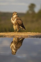 A stunning image capturing a hawk perched elegantly near a water body, with its crisp reflection