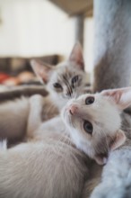 A close-up image capturing the serene bond between two house cats as they relax together in a