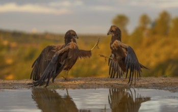 This captivating image features two eagles engaging near a water body, set against a vibrant