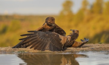 A dynamic scene captures two golden eagles engaged in a territorial battle near a small body of