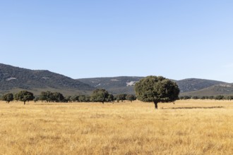 Majestic oak trees scattered across the golden grasslands of Cabaneros National Park at the