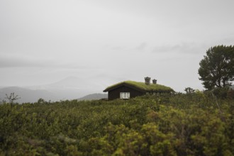 A charming grass-roof cabin blends into lush greenery, with misty mountains rising in the