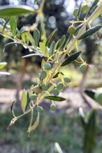 Sunlit close-up of ripe olives hanging from a branch, set against a blurred, sun-dappled background