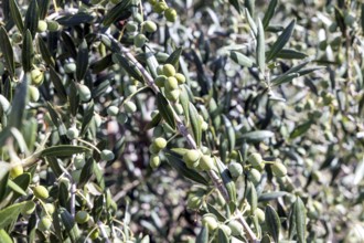 Close-up of an olive tree branch laden with green olives, basking in sunlight. The vibrant leaves