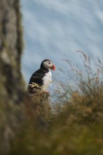Discover a vibrant puffin, Fratercula arctica, amid Norway's rugged coastal landscape Perfect for