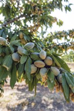 Close-up of an almond tree branch laden with ripening almonds, surrounded by lush green leaves.