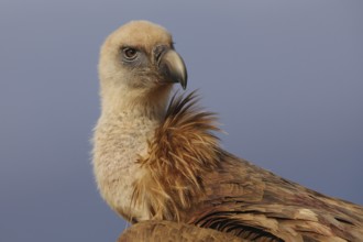 A detailed close-up of a Griffon Vulture, showcasing its piercing eyes and textured plumage with a