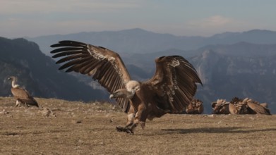 A powerful Griffon vulture descends onto a rocky mountain top, its massive wings fully extended
