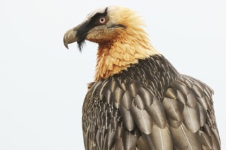 A striking bearded vulture proudly displays its mature plumage amidst the stunning landscape of the