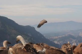 A Griffon vulture flies majestically above a mountain range, with other vultures in the foreground,