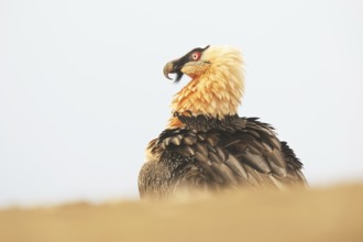 A bearded vulture with striking plumage is captured in the Pyrenees. This majestic bird embodies