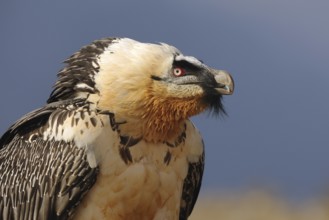 A striking close-up of a bearded vulture highlights its piercing red eyes, intricate feather