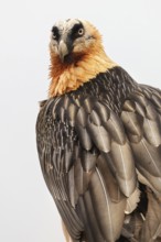 A close-up of a bearded vulture in the Pyrenees, displaying intricate plumage. The bird's striking