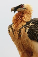 A bearded vulture stands tall, displaying its rich golden plumage, piercing red eyes, and signature