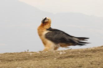A majestic bearded vulture captured in motion in the Pyrenees, displaying its striking plumage.