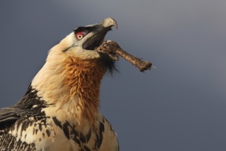 A captivating image of a subadult bearded vulture, known for its striking appearance and