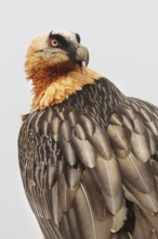 A bearded vulture gazes intently, showcasing its piercing red eyes and intricate feather patterns.