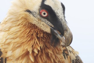 A striking close-up of a bearded vulture displaying its vibrant plumage in the Pyrenees. The bird's