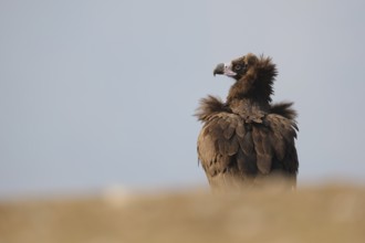 A majestic Cinereous vulture perched elegantly in a field, its rich brown plumage contrasting