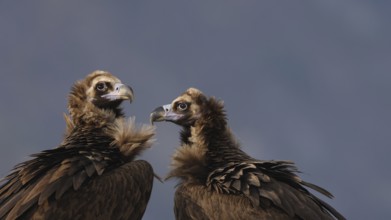 A close-up image capturing two cinereous vultures engaged in a social interaction, set against a